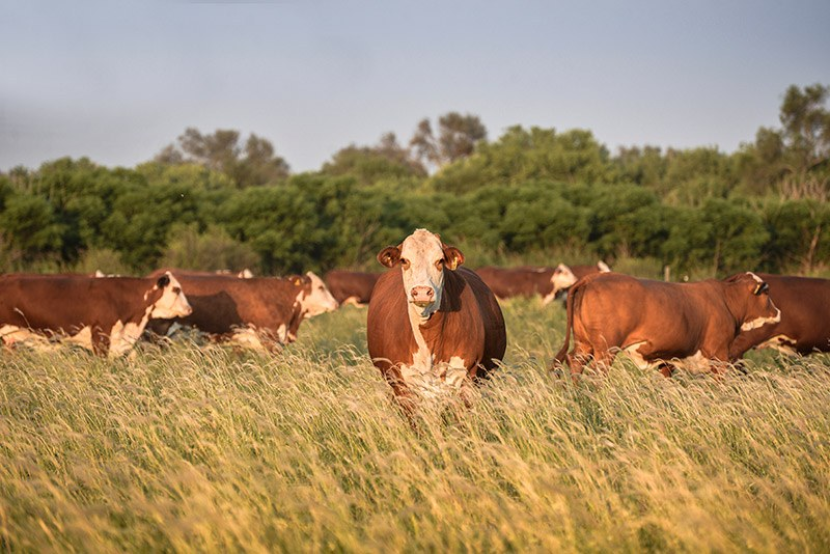 Herd of cows
