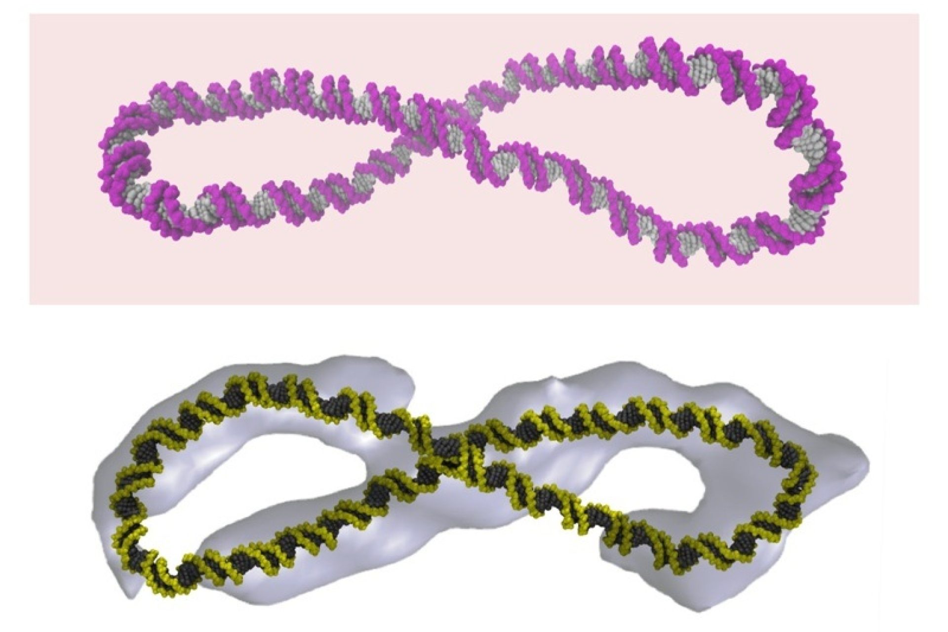 dna_1___credit_thana_sutthibutpong_1